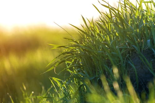 Mulčování travnatých ploch – Farma Mitrov